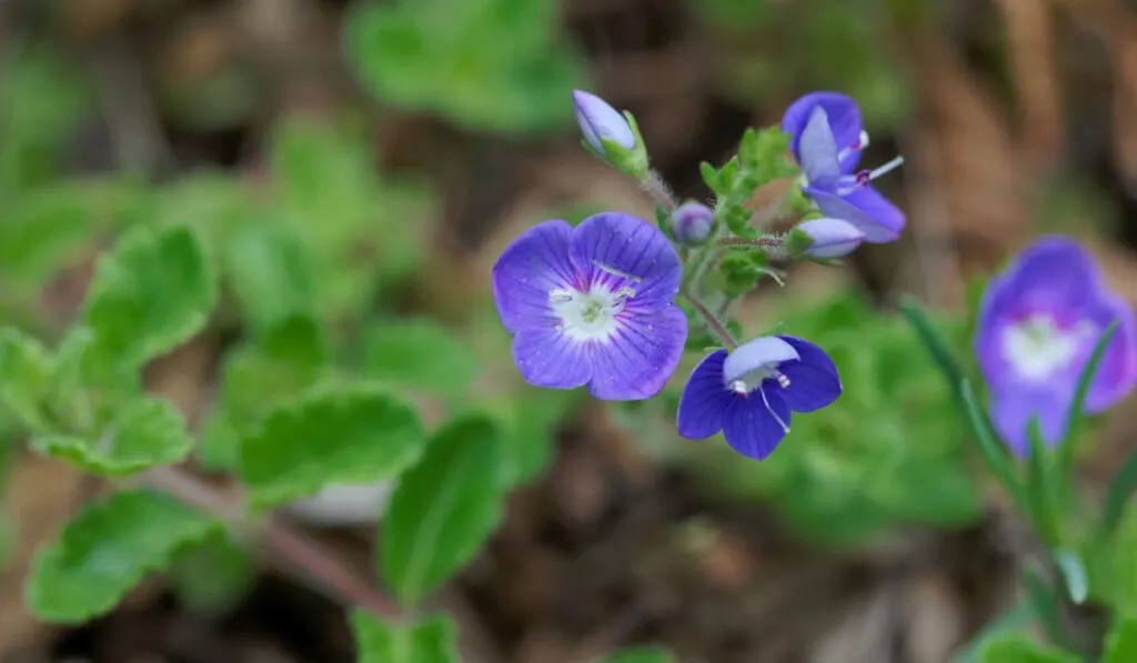 Flower of a Thyme Leaf Speedwell, veronica oltensis