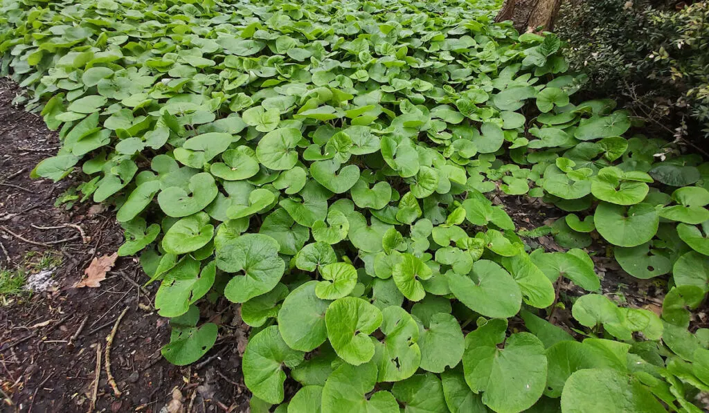 Foliage of asarum canadense or Canada Wild ginger in the park