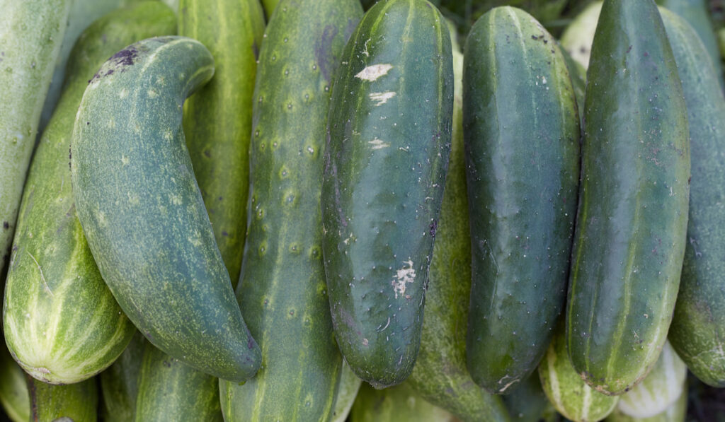 Green overripe straight eight cucumbers on the ground near the garden 