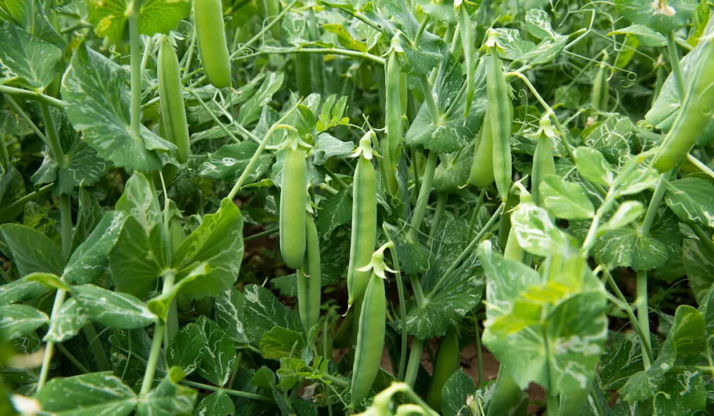 Green peas grow in the vegetable garden 