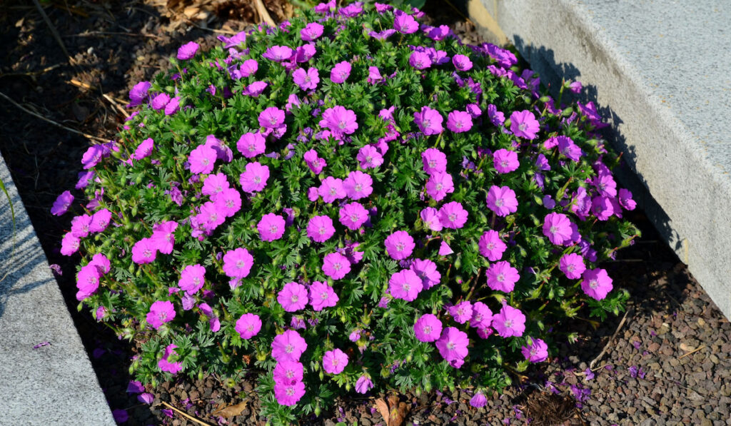 Ground growing bright reddish pink purple coloured flowers 