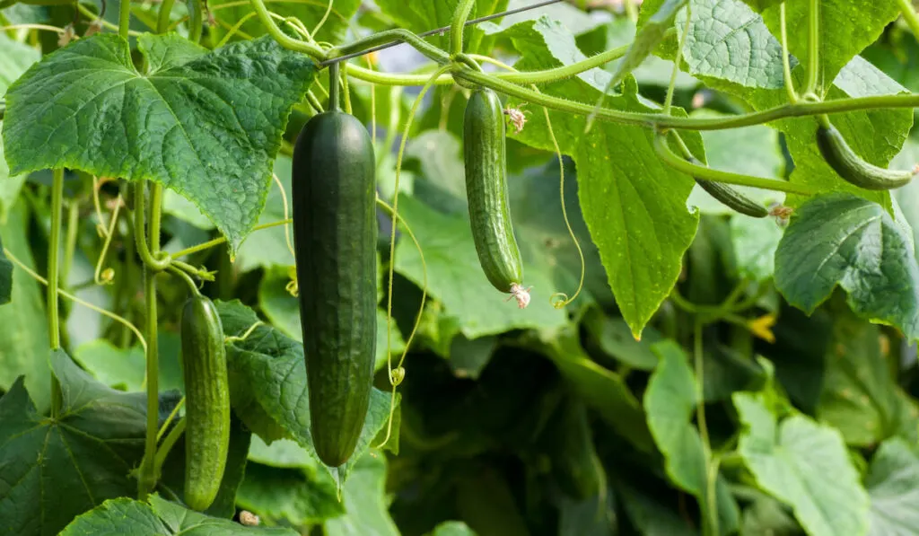 Growing cucumbers attached on its plant in cucumber plantation