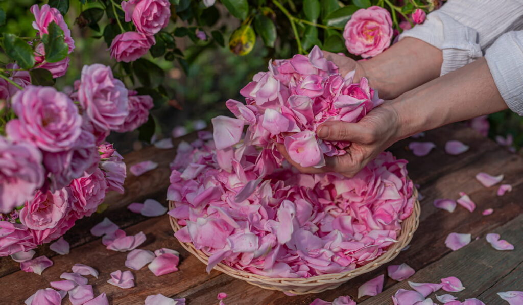 Harvesting a handful of rose petals 
