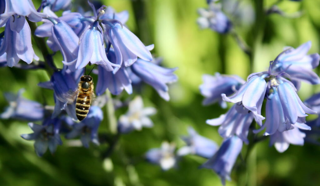 Honey bee is flying to collect pollen from Spanish bluebell flowers