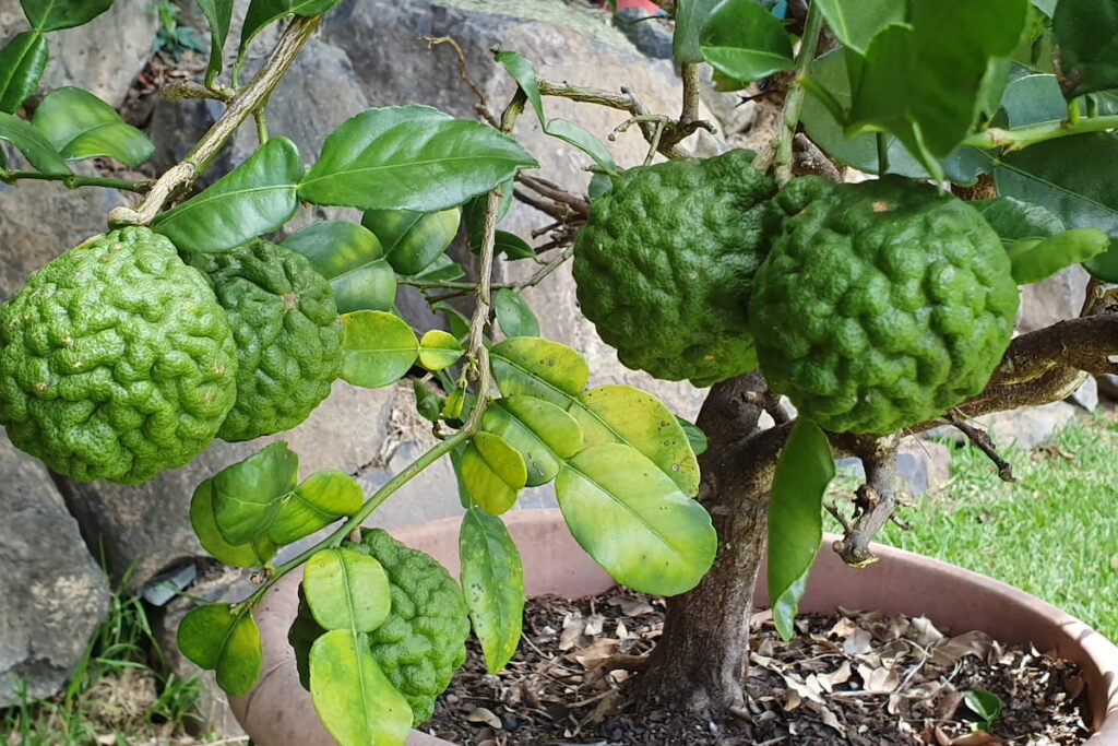 Kaffir limes growing on tree 