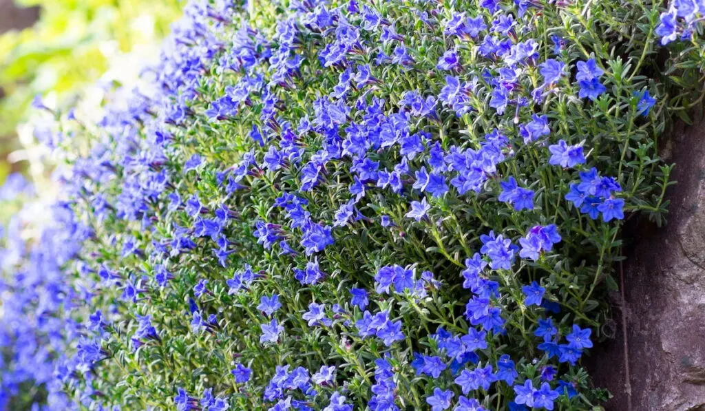 Lithodora plant with small bright blue flowers is covering the garden slope