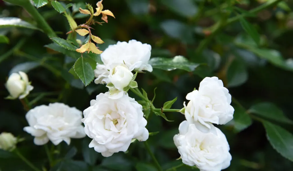 Little white fairy shrub polyantha roses in the garden 