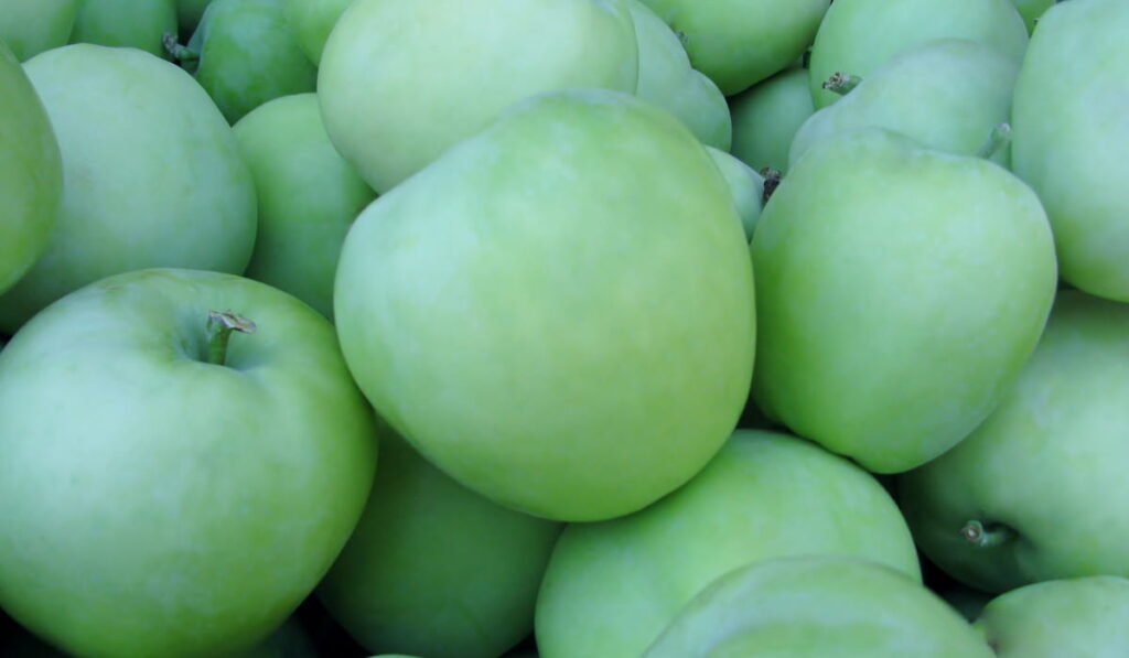 Lodi early-season apples