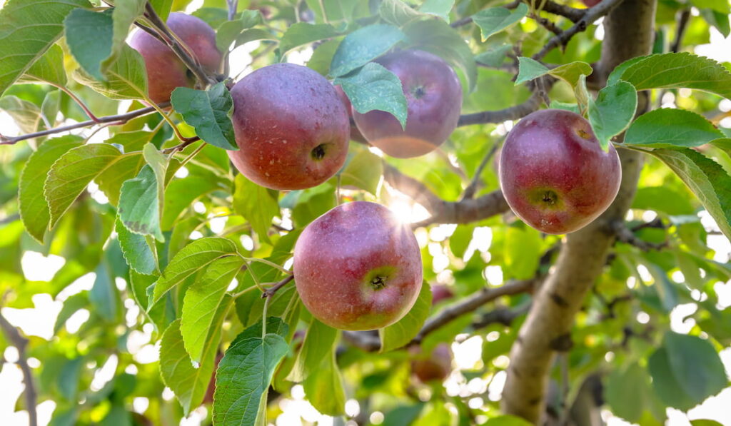 Macoun apples at an orchard