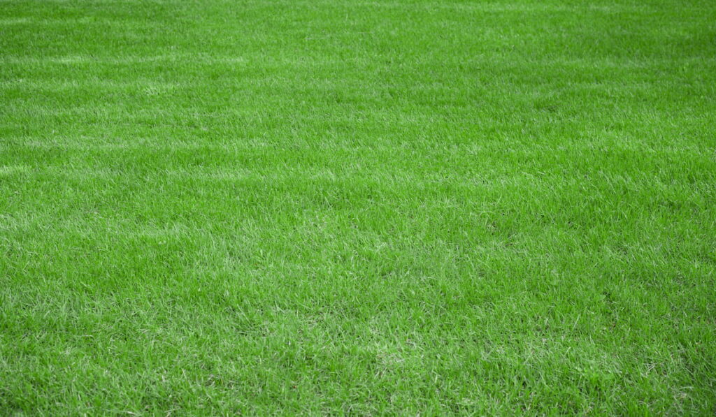 turfed lawn