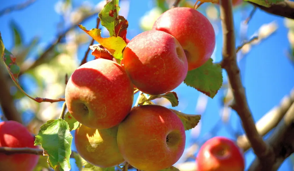 Pink Lady apples growing on a tree