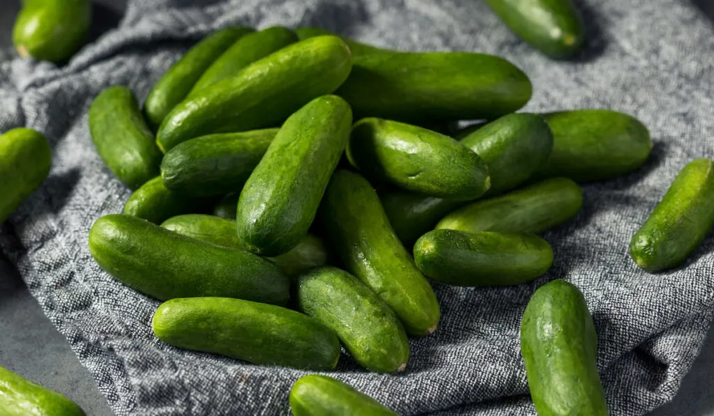 Raw green organic mini cucumbers on cloth on the table