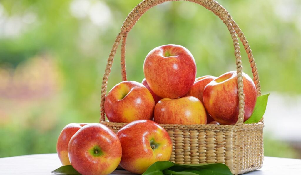 Red Envy apple in wooden basket 