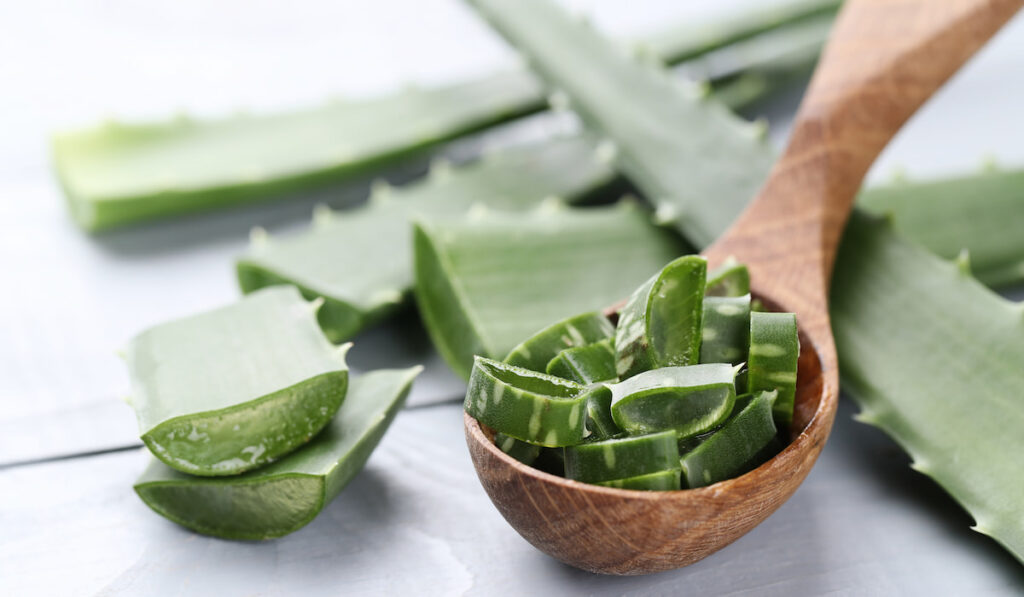 Slices of aloe vera plant on wooden spoon on white table 