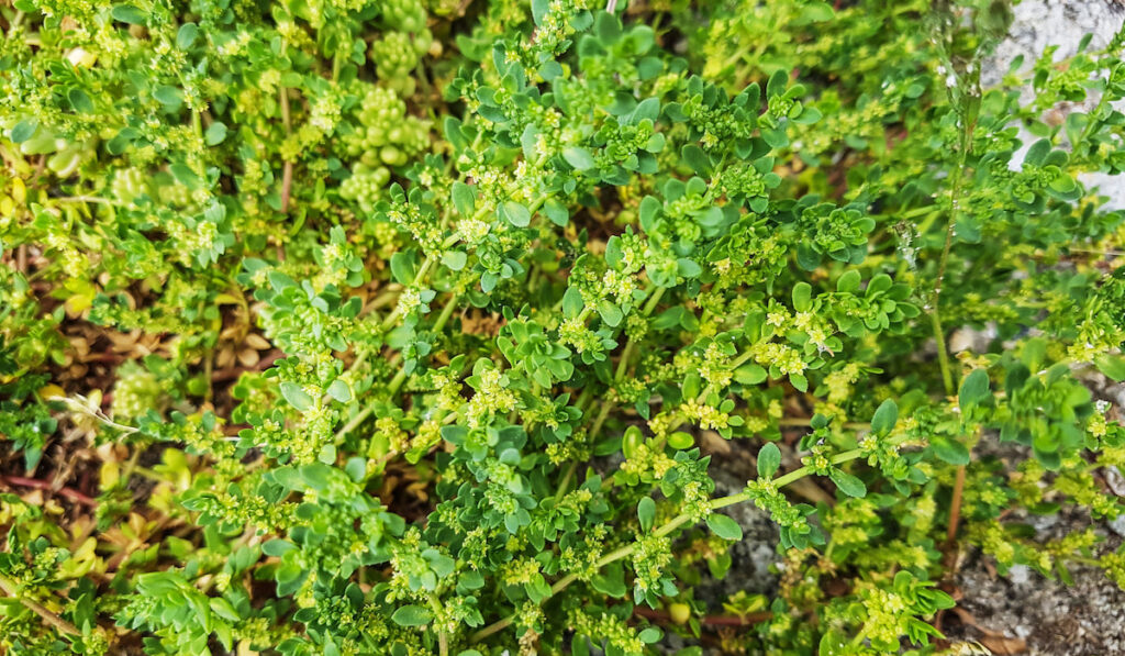 Smooth rupturewort, known as herniaria glabra growing in Spain