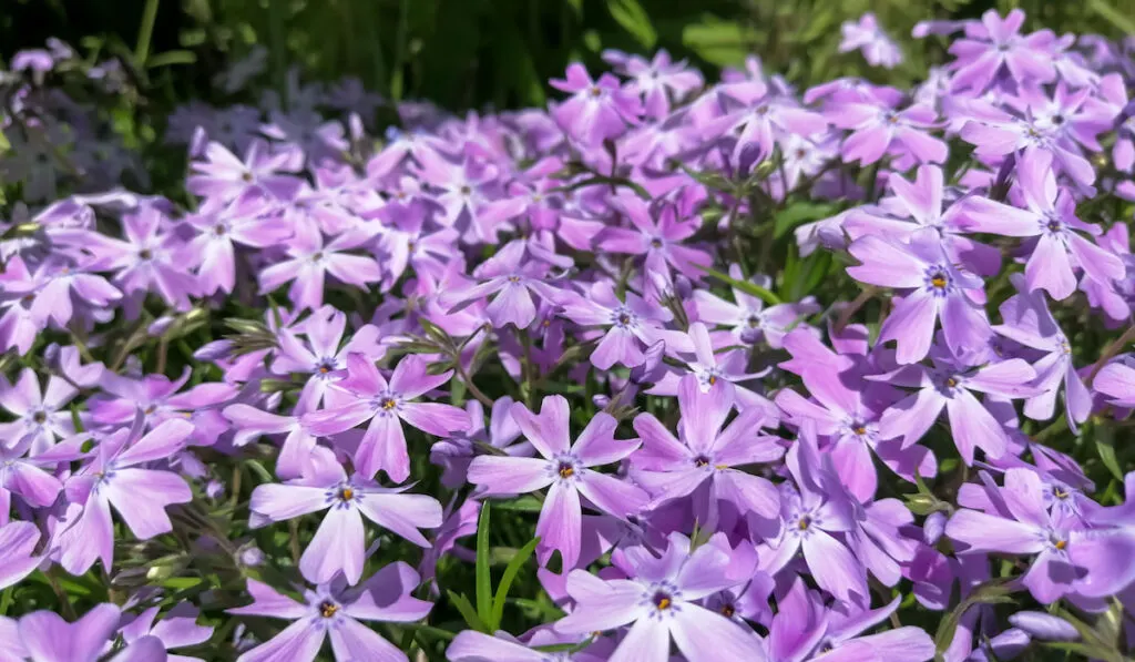 Spring flowers of creeping phlox, purple flowers of creeping phlox