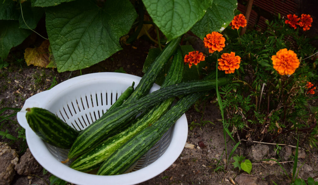 Suyo long cucumbers freshly picked from the garden