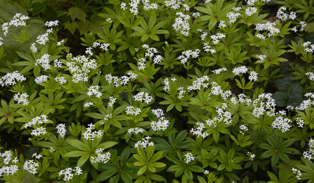 Sweet Woodruff ( galium odoratum ) blooms in spring in wild forest
