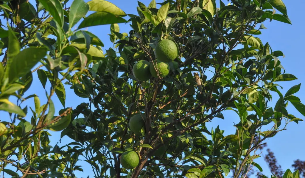 Tahiti lime tree persian kind 
