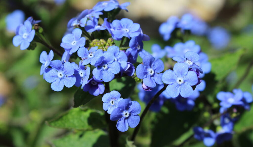 The bright blue flowers of Brunnera macrophylla also known as Siberian Bugloss