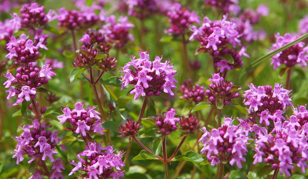 Thymus serpyllum known as pink creeping thyme or wild thyme