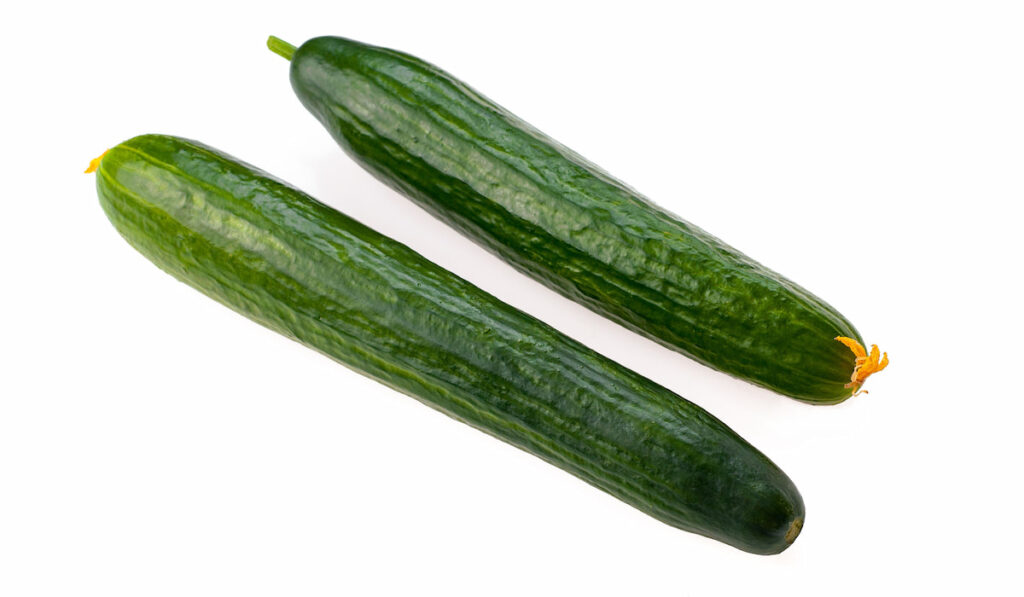 Two fresh burpless cucumbers on white background