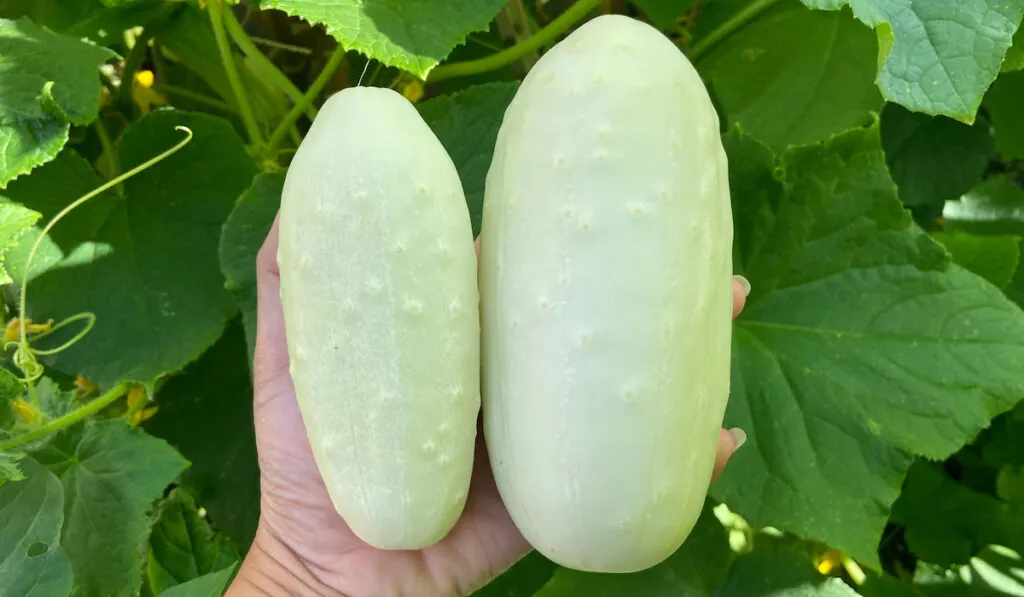 Two white wonder cucumber on a hand in the garden