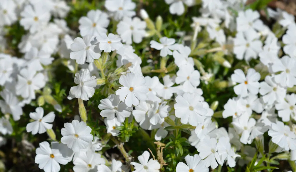 White creeping phlox flowers , phlox subulata alba 