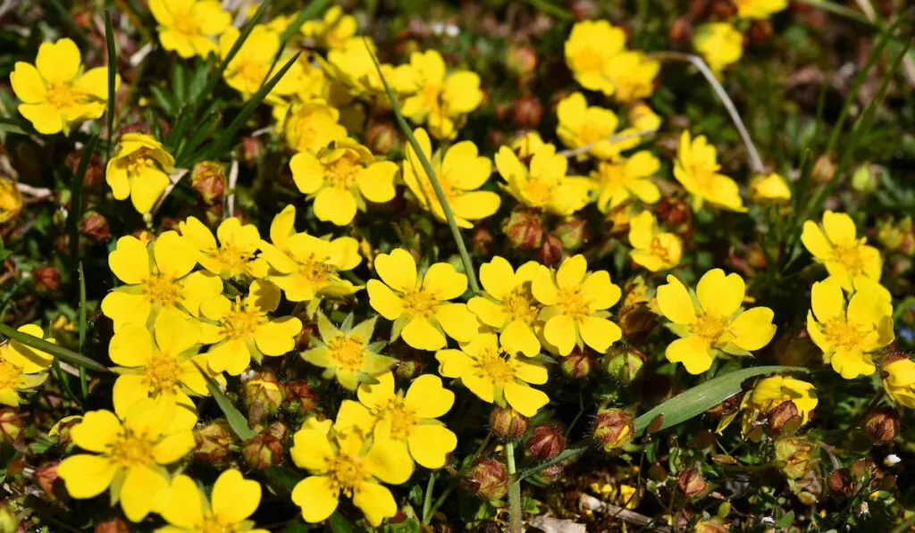 Yellow flowering wild spring cinquefoil