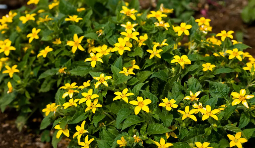 Yellow goldenstar flowers ( Chrysogonum virginianum )