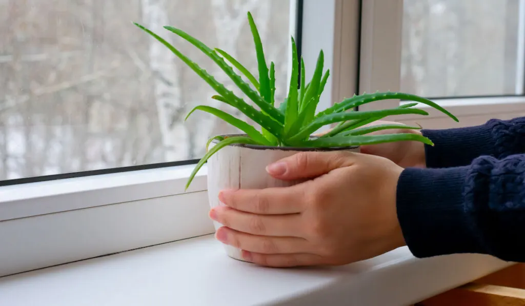 Young aloe plant in flower pot on womans hand putting on windowsill