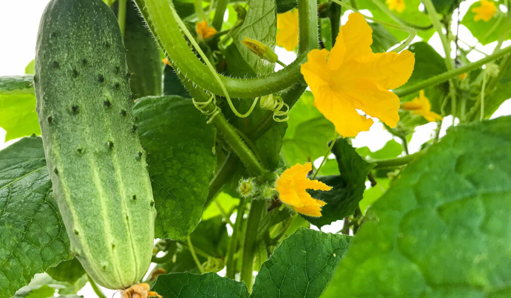 Young little leaf cucumber blooming on a branch in a greenhouse