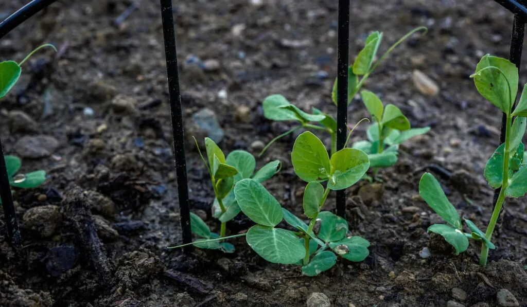 Young pea plants