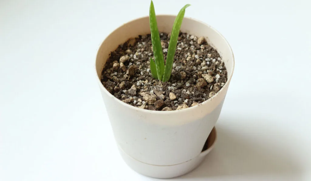 Young sprouts of aloe vera plant potted on white background