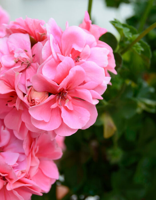 beautiful-Pink-geranium-flowers