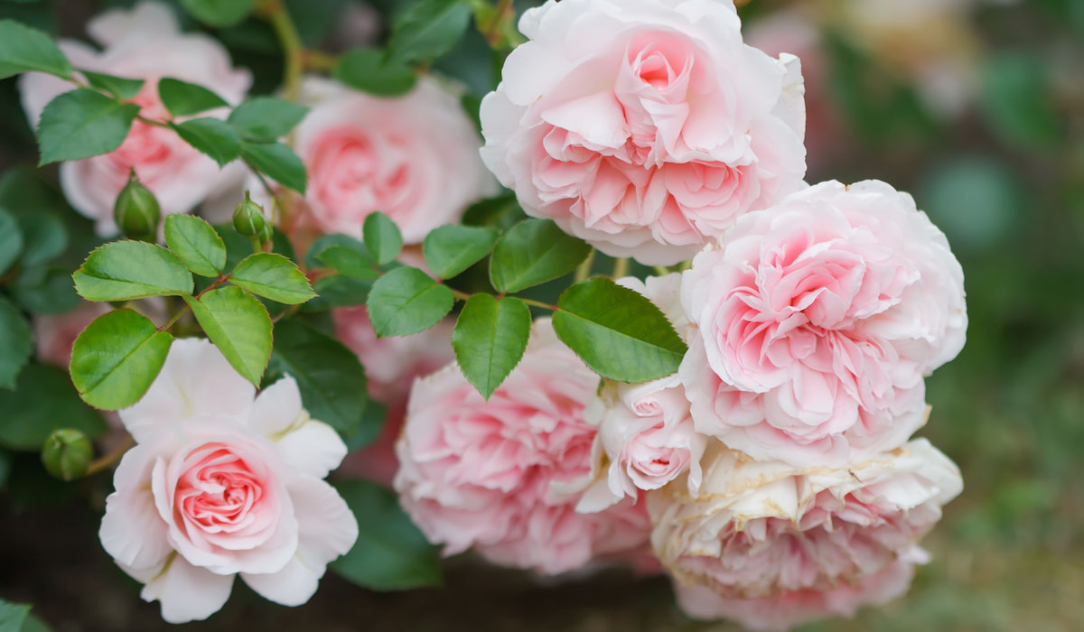 7 Groundcover Plants With Pink Flowers - Crate and Basket