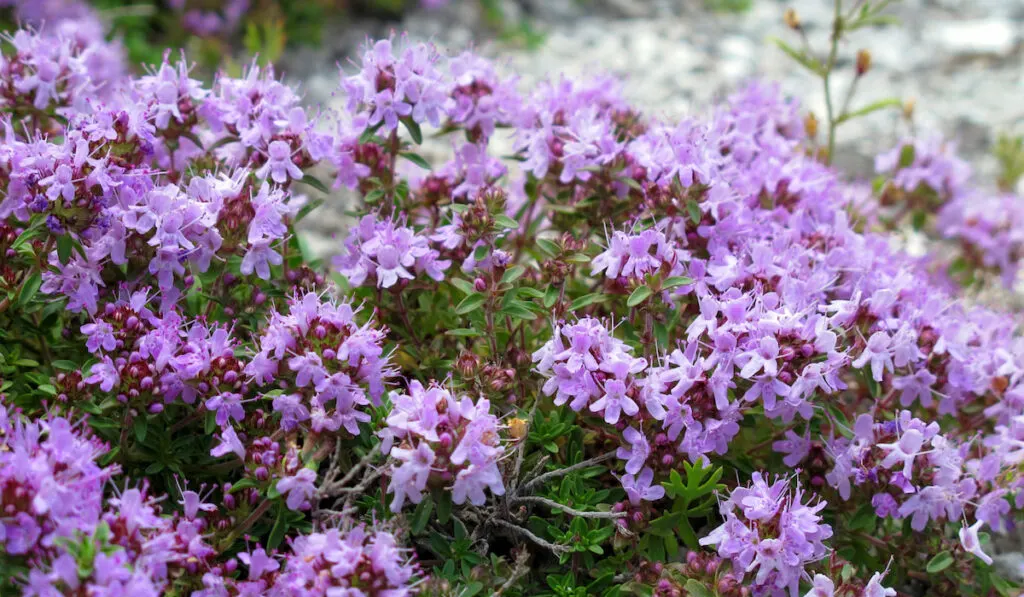 breckland or creeping thyme ( thymus serpillum ) purple flowers