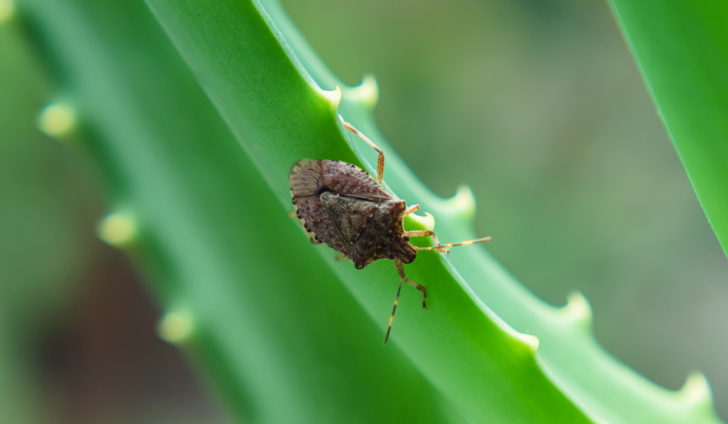 brown stink bug on a green aloe leaf