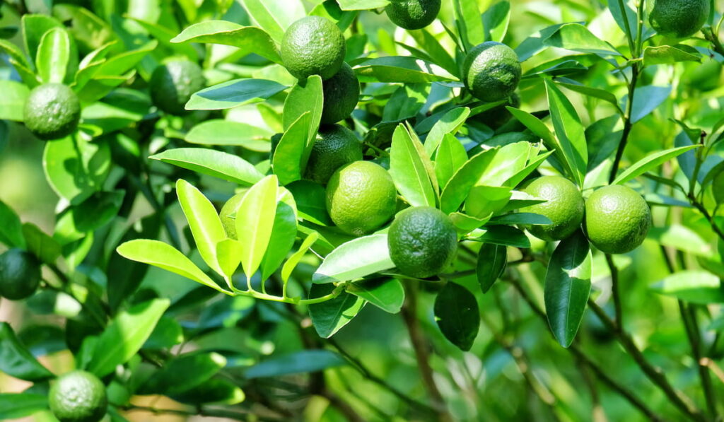 calamansi lime fruit at the tree 