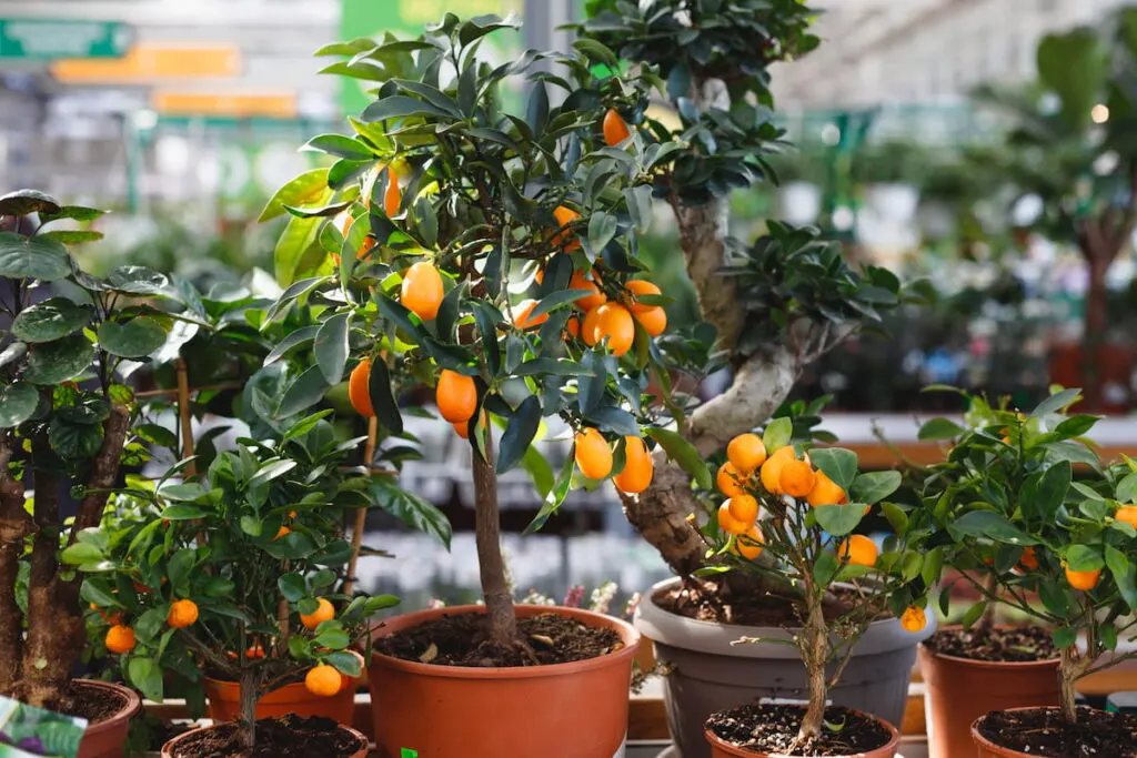 citrus dwarf trees