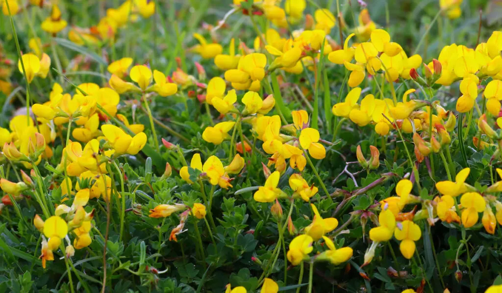 cluster of lotus corniculatus or birds foot trefoil in a nature reserve in England