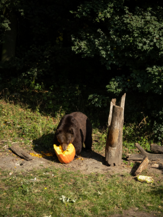 A brown bear in the forest, eating pumpkin - ss221128