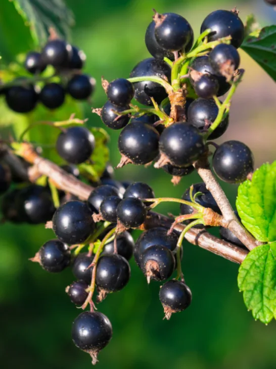 Black Currants - ss221221