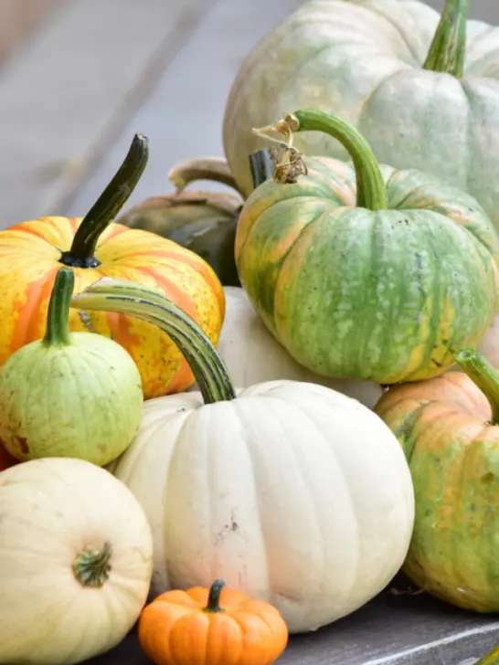 Colorful display of heirloom pumpkins