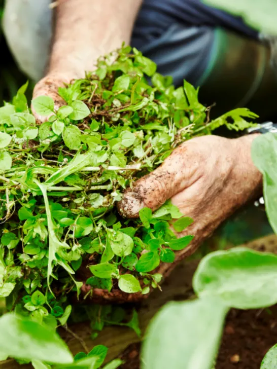 cropped-Gardener-holding-handful-of-weeds-ee221209-1.png