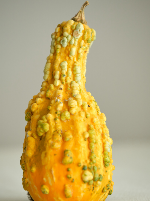 5 Types of Warty Pumpkins