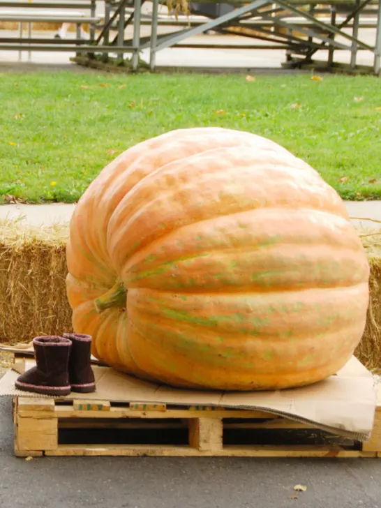 giant pumpkin - ss221210