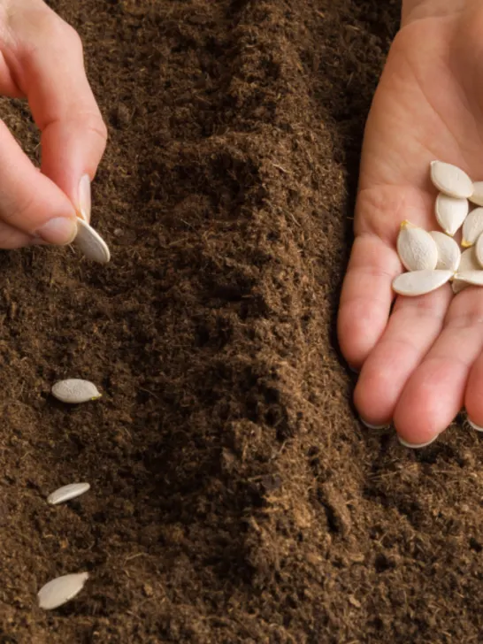 woman hand planting pumpkin seeds - ss221206