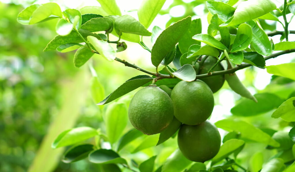 Types Of Lime Trees
