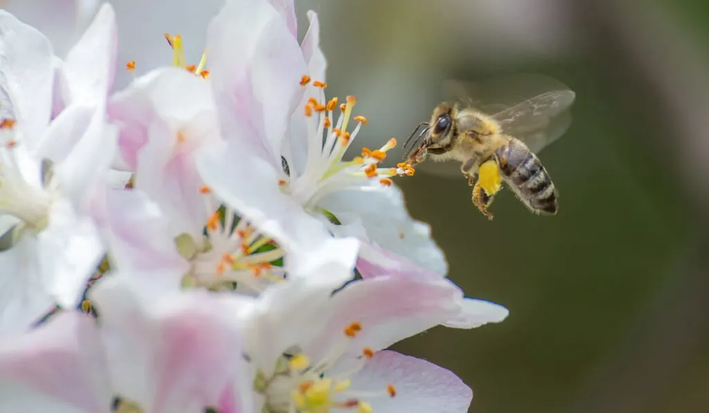 honey bee collecting bee pollen from apple blossom